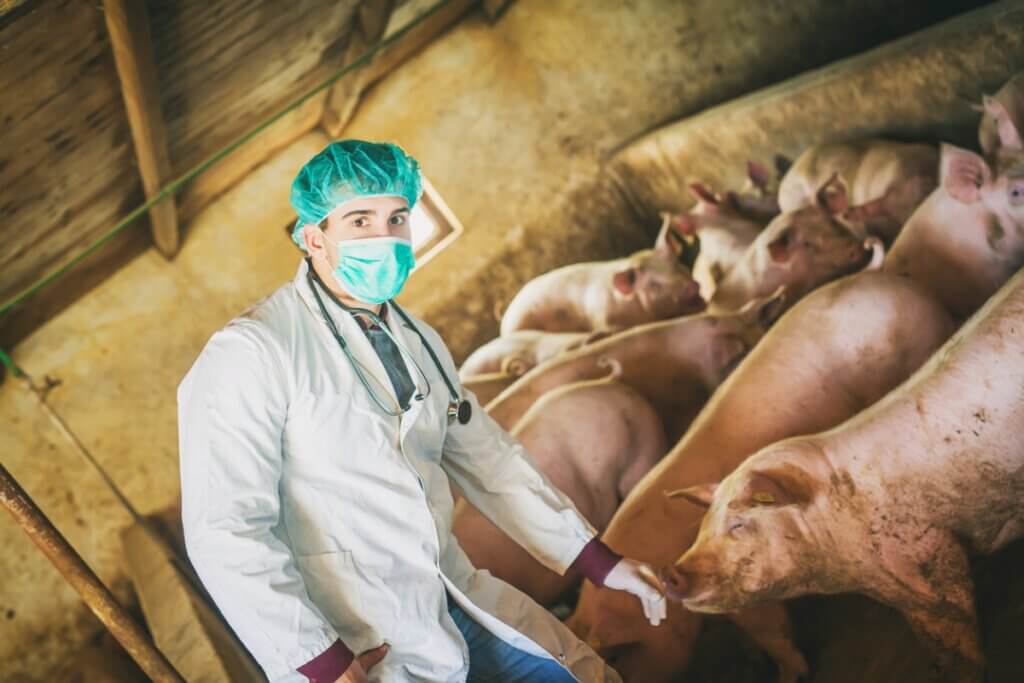 Rouget du porc symptômes causes et traitement