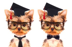 3 secrets pour éduquer un chiot