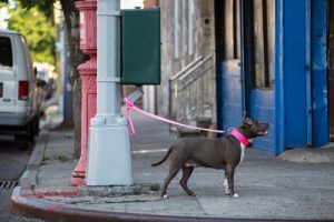 Pourquoi ne faut-il jamais laisser son chien attaché devant un magasin