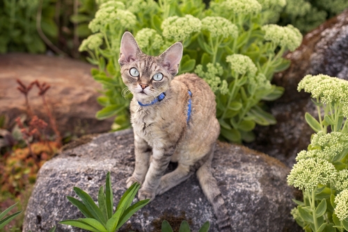un jeune Devon Rex en laisse dans un jardin