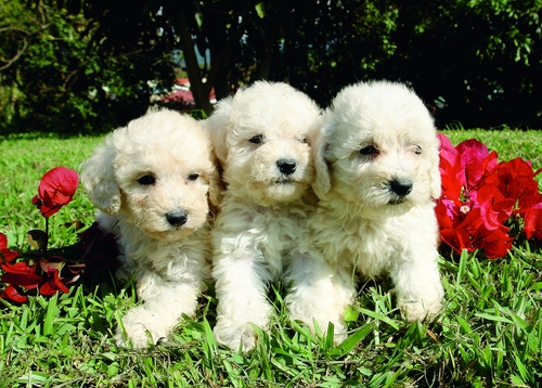 Trois petits caniches blancs dans un jardin