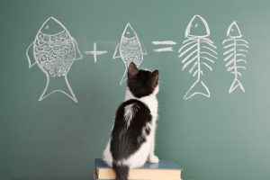 Caractéristiques de la psychologie et de l'intelligence féline