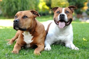 2 pitbulls ont lutté pendant plus de 16 heures dans l'eau avant d'être sauvés