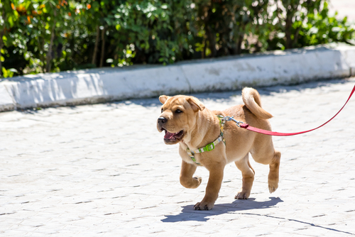 Un jeune Sharpei promené avec une laisse et un harnais