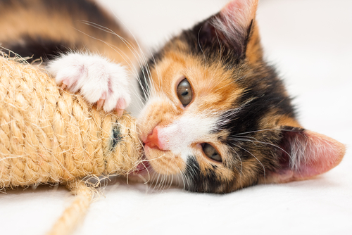 Chaton tricolore en train de griffer et mordre le recoin d'un tapis.
