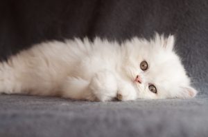 Races de chats : le chat persan
