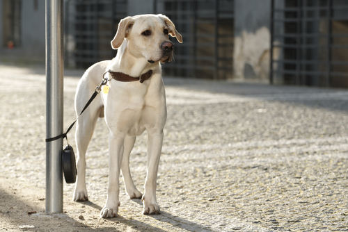 Un labrador attaché à un poteau par sa laisse