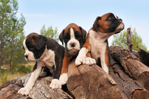 trois chiots boxers sur des rondins de bois