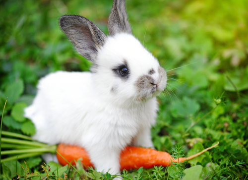Un lapin avec une carotte