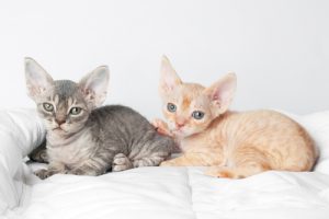 Un chat actif, joueur et docile : le Devon Rex