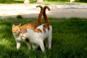 La reproduction et les chaleurs chez les chats