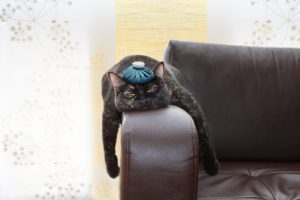 Découvrez les causes du stress chez les chats