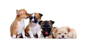 À quoi ressemble le premier mois de la vie d'un chiot ?