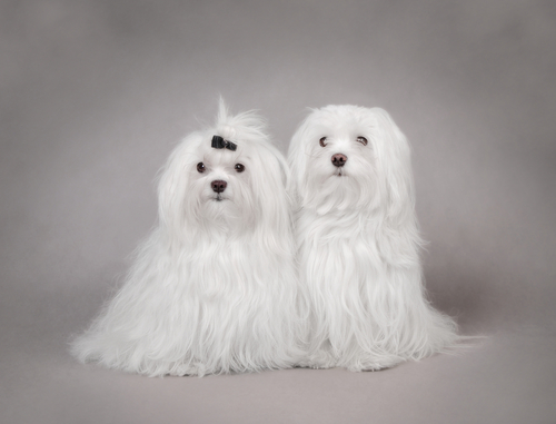 Deux bichon maltais