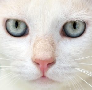 Les mythes sur les chats et la réalité