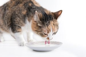 Un chat devrait-il boire du lait ?