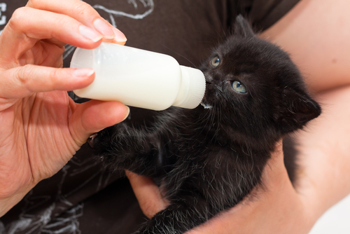 un chaton noir boit au biberon