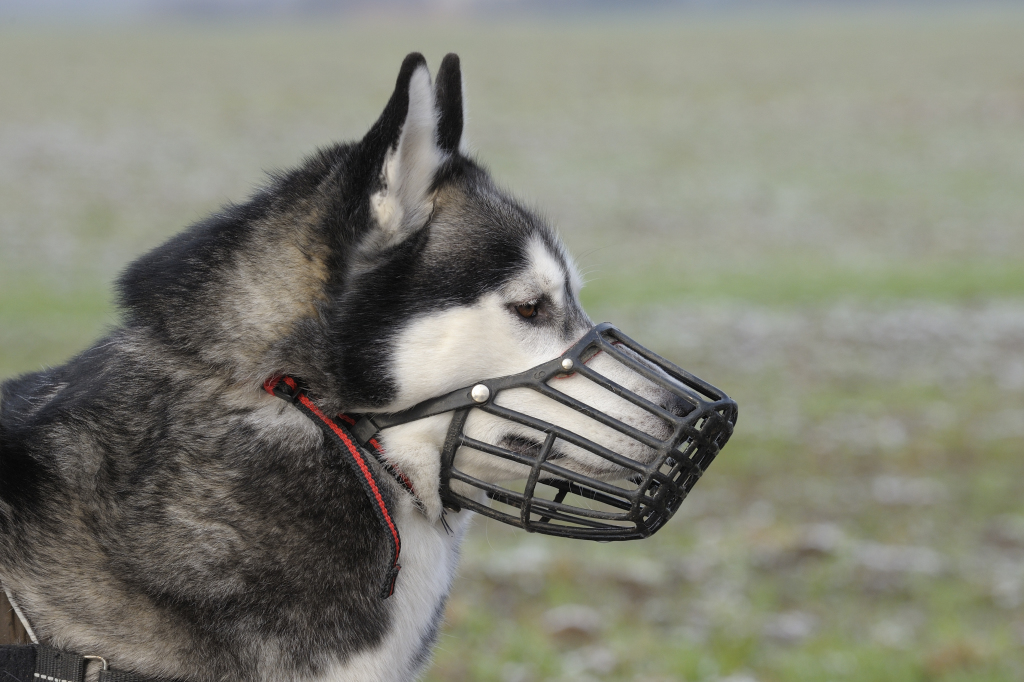 Un Husky avec une muselière