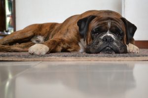 Quelques remèdes pour les chiens qui vomissent