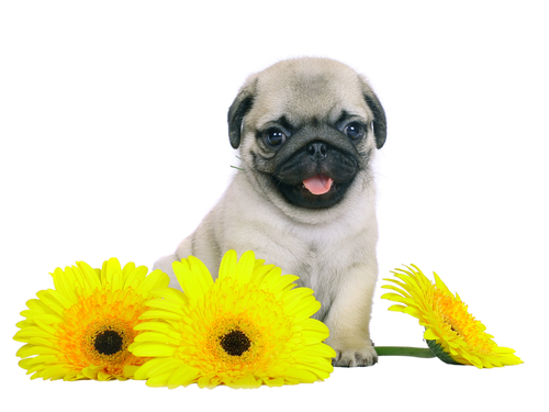 un chiot pugs et des tournesols