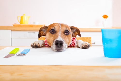 Un chien pose sa tête sur une table