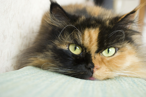 Un chat tricolore allongé