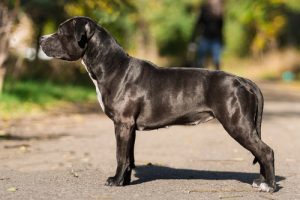 La physiologie du chien