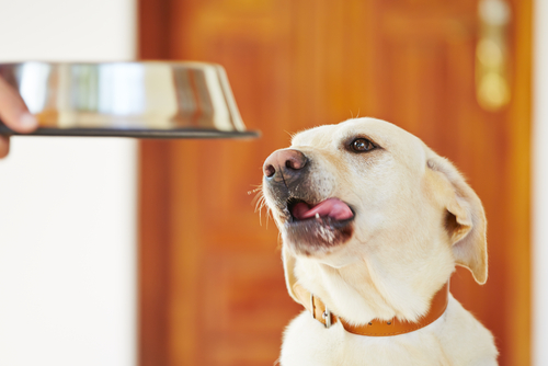 Le régime alimentaire BARF: un programme destiné à tous les animaux