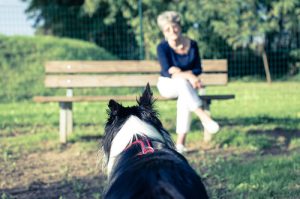 Sauvez votre chien ! Ne lâchez jamais la laisse !