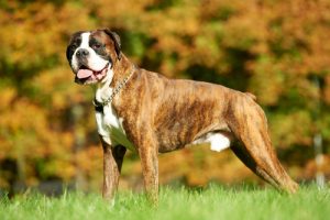 D'éternels chiots... les principales caractéristiques des Boxers