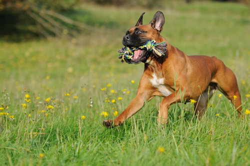 un jeune boxer marron court dans l'herbe