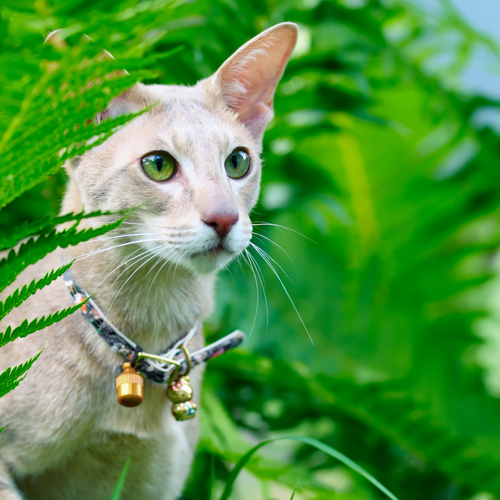 Un chat attentif à l'appel de son maître