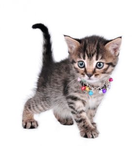 Pourquoi accrocher une cloche à son chat n'est pas recommandé