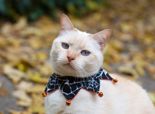 Un chat avec à son cou une cloche d'ornement