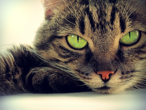 gros plan sur un chat