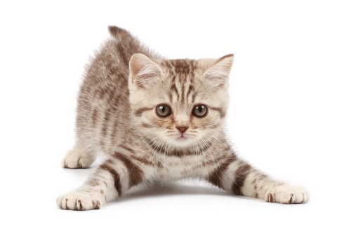 un chaton joueur