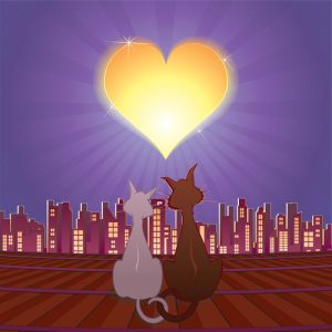 Tout sur la sexualité des chats