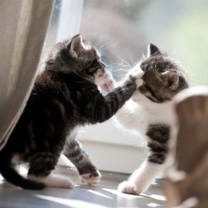 Pourquoi les chats se battent-ils ?