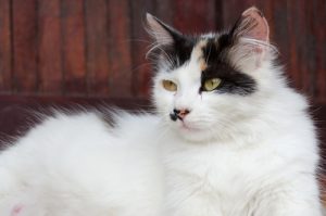 L'instinct maternel chez les chats... Comment se comporte la future mère ?