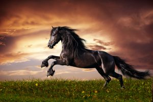 Savez-vous d'où viennent les chevaux ?