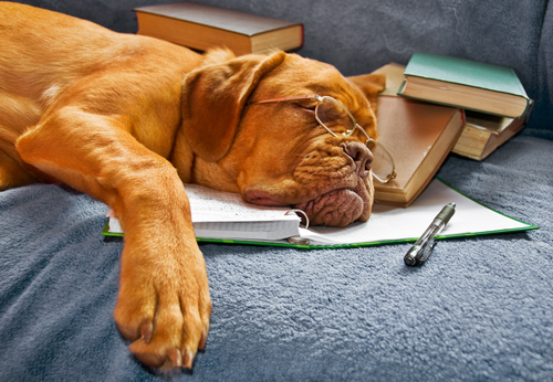 un dogue de bordeaux endormi sur un livre avec une paire de lunettes sur le nez