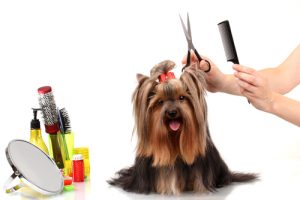 Trucs et astuces pour peigner votre chien