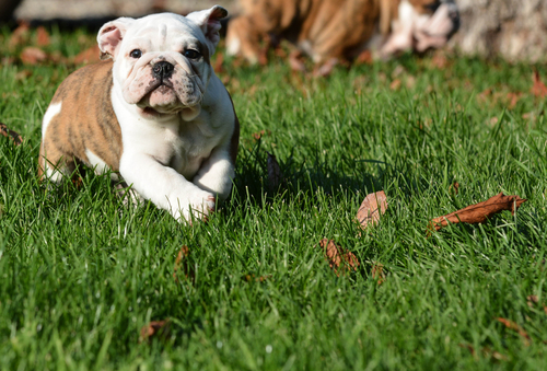 un jeune bouledogue court dans l'herbe