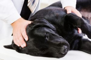 10 conseils pour que votre chien ne vous transmette pas de maladie