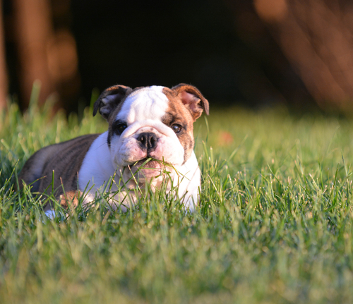 Un jeune bouledogue anglais dans l'herbe