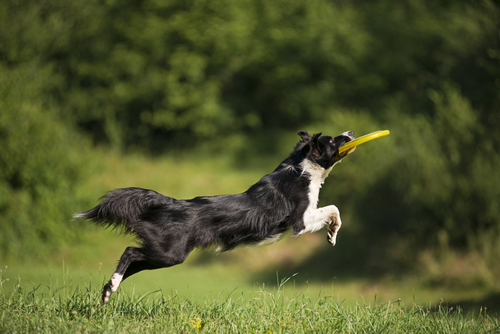 un border collie noir et blanc saute pour attraper un freesbie
