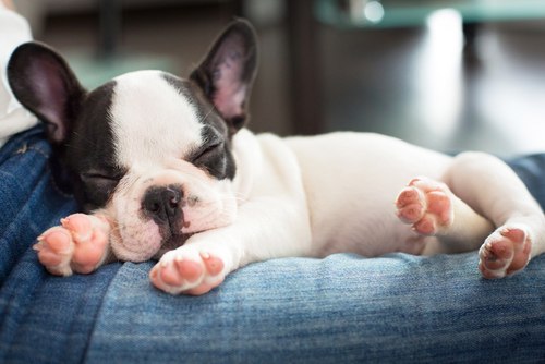 un bébé bouledogue français endormi