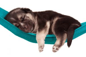 Le sommeil des chiens : de quoi rêve votre chien ?