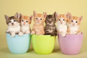 Couleur des chats et leur signification