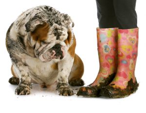 Pourquoi mon chien sent-il mauvais ?